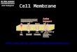 Cell Membrane In This Lesson: Cell Membranes and Transport 