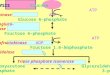 GLYCOLYSIS GLYCOLYSIS Glucose ATP Hexokinase ADP Glucose 6-phosphate Phosphogluco- isomerase Fructose 6-phosphate ATP Phosphofructokinase ADP Fructose