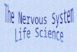 It has two basic functions: gathers and interprets information, and responses to it The nervous system is made of: The brainThe spinal cord The nervesThe