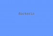 Bacteria. Bacteria Characteristics UnicellularUnicellular Circular DNACircular DNA No organellesNo organelles 1/10 th the size of eukaryotic cells1/10