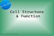 Cell Structure & Function  By: Alex Sipes