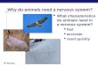 AP Biology Why do animals need a nervous system?  What characteristics do animals need in a nervous system?  fast  accurate  reset quickly