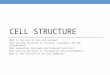 CELL STRUCTURE What is the role of the cell nucleus? What are the functions of vacuoles, lysosomes, and the cytoskeleton? What organelles help make and