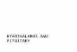 HYPOTHALAMUS AND PITUITARY. Hypothalamus and Pituitary