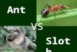 Ant Sloth VS.. Sloths sleep from 20 hours a day and are among the slowest moving animals in the world, moving 6-8 feet per minute. And they move so slowly