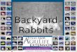 Backyard Rabbits. PURPOSE OF THIS PRESENTATION IS:  To present the concept of “Backyard Basics”  To create an awareness of the possibility of raising