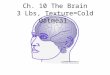 Ch. 10 The Brain 3 Lbs, Texture=Cold Oatmeal. What are the 4 Major Parts of the Brain? 1) Cerebral Hemispheres 2) Diencephalon 3) Brain Stem 4) Cerebellum
