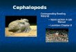 Cephalopods Corresponding Reading Material ~ Squid section in Lab Manual ~ Levinton: Chapter 8