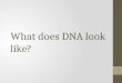 What does DNA look like?. Objectives: I CAN: List two important events that led to understanding the structure of DNA. Describe the basic structure