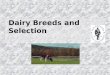 Dairy Breeds and Selection. Objectives: n Major Breeds of Dairy Cattle n Dairy Terms and Definitions n Parts of a Dairy Cow n Dairy Traits and Selection
