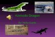Komodo Dragon By: Neha Gupta Introduction Do you want to know about the biggest lizard in the world? The Komodo Dragon. Most people don’t know about