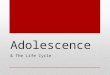 Adolescence & The Life Cycle. The Life Cycle: an 8-Stage Process Infancy Childhood Adolescence Young adulthood Marriage (mating) Parenthood Mid-life Old