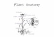 Plant Anatomy Spikelet Inflorescence Internode Culm (stem) Node (joint) Rhizome Stolon Leaf