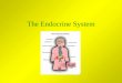 The Endocrine System. Endocrine Introduction The Endocrine System works with the Nervous System to maintain homeostasis. The Endocrine System consists