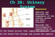 Ch 26: Urinary System Objectives Identify and describe the components of the urinary system and their function Describe the (histological) organization