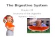 The Digestive System Chapter 23 Anatomy of the Digestive System – Part 2
