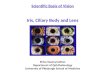 Scientific Basis of Vision Iris, Ciliary Body and Lens Shiva Swamynathan Department of Ophthalmology University of Pittsburgh School of Medicine