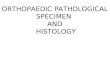 ORTHOPAEDIC PATHOLOGICAL SPECIMEN AND HISTOLOGY. DESCRIBING GROSS SPECIMEN A: Identify the part:  Knee / prox. femur/ prox. tibia/ pelvis /scapula