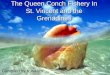 The Queen Conch Fishery In St. Vincent and the Grenadines Compiled by K.Isaacs