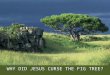 WHY DID JESUS CURSE THE FIG TREE?. Mark 11:12-26(KJV) 12 And on the morrow, when they were come from Bethany, he was hungry: 13 And seeing a fig tree