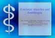 Extrinsic muscles and Amblyopia The Fourth Affiliated Hospital of China Medical University Ophthalmology Hospital of China Medical University