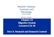 Chapter 23 Digestive System Lectures 9 & 10 Part 3: Stomach and Stomach Control Marieb’s Human Anatomy and Physiology Ninth Edition Marieb  Hoehn