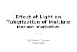 By Shardé Thomas 2004-2005 Effect of Light on Tuberization of Multiple Potato Varieties