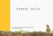 Forest Soils. Forests used to cover the Eastern half of the United States, and most of southern Canada. Most forests are not too hot, or not too cold,
