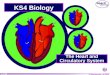 © Boardworks Ltd 2004 1 of 53 The Heart and Circulatory System KS4 Biology