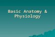 Basic Anatomy & Physiology. BonesProvide:  Protection  Support  Shape
