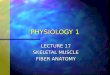 PHYSIOLOGY 1 LECTURE 17 SKELETAL MUSCLE FIBER ANATOMY