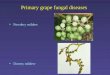 Primary grape fungal diseases Powdery mildew Downy mildew