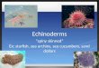 Echinoderms “spiny skinned” Ex: starfish, sea urchins, sea cucumbers, sand dollars