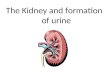 The Kidney and formation of urine. Objectives State the main functions of the kidney Label a diagram to illustrate the location of the kidneys, ureters