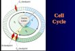 Cell Cycle. Objectives List the four phases of cell cycle. Define checkpoints in cell cycle and mention their importance. Define cyclins and cyclin-dependent