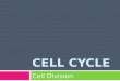 CELL CYCLE Cell Division. cancer   /cancer/activities/activity2_animations.htm