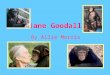 Jane Goodall By Allie Morris. Its A Girl! - Born April 3, 1934, in London England to Montimer Herbert Goodall and Margaret Myfanwe Joseph. - Loved Dr