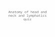 Anatomy of head and neck and lymphatics quiz. A B C D E 2 3 1 4 5