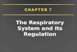 The Respiratory System and Its Regulation. CHAPTER 7 Overview Pulmonary ventilation Pulmonary volumes Pulmonary diffusion Transport of O 2, CO 2 in blood