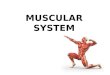 MUSCULAR SYSTEM. anatomical terminology ? Assume the anatomical position, what do these words mean? Inferior; superior Proximal; distal Medial; lateral