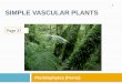 SIMPLE VASCULAR PLANTS Pteridophytes (Ferns) 1 Page 37
