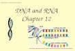 DNA and RNA Chapter 12 johnc/mbi1440.htm 