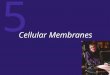 5 Cellular Membranes. 5 Membrane Composition and Structure Cell Recognition and Adhesion Passive Processes of Membrane Transport Active Transport Endocytosis