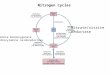 Nitrogen cycles Nitrate/nitrite Reductase Ammonia monooxygenase Hydroxylamine oxidoreductase