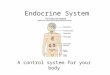 Endocrine System A control system for your body. Functions Uses chemicals (hormones) to: a. Regulate internal environment