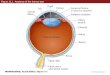 Figure 11.1 Anatomy of the human eye. Box 11A(1) Myopia and Other Refractive Errors