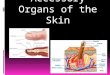 Accessory Organs of the Skin. Hair Characteristics  Location: Almost everywhere (soles, palms, lips ect.)  Structure:  Hair follicle- organs producing