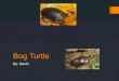 Bog Turtle By: Devin. Biome, Ecosystem, And Habitat  The Bog Turtle’s Biome, Ecosystem, or Habitat is Eastern U.S.  They live in bogs, marshlands, and