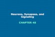 Neurons, Synapses, and Signaling CHAPTER 48. Figure 48.1 Overview of a vertebrate nervous system