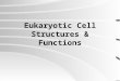 Eukaryotic Cell Structures & Functions An Organelle Is: A minute structure within a plant or animal cell that has a particular job or function